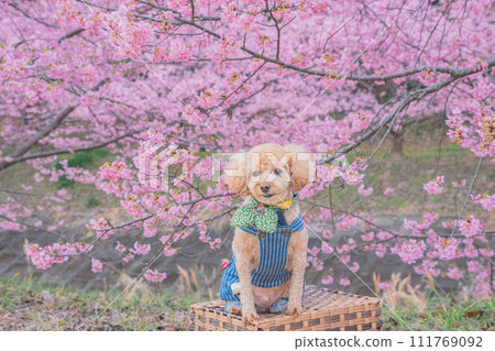 河津櫻花和狗 111769092