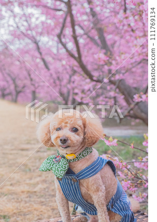 Kawazu cherry blossoms and dogs 111769134