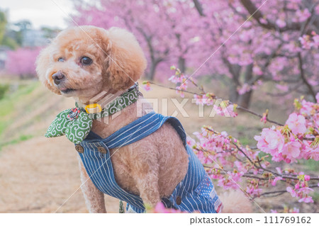 河津櫻花和狗 111769162