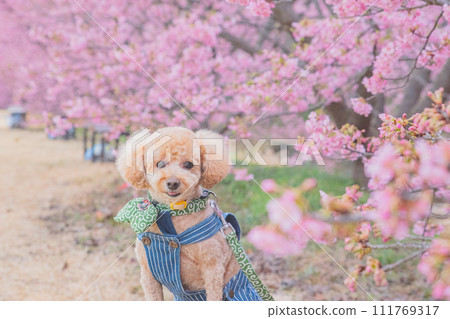 河津櫻花和狗 河津櫻花和狗 111769317