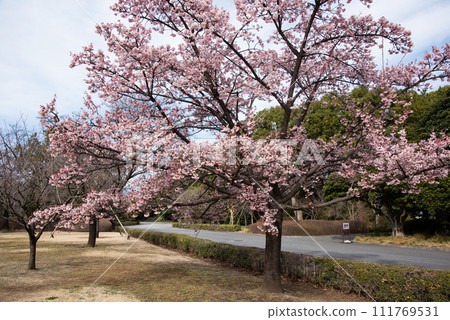 Cold cherry blossoms in the East Garden of the Imperial Palace 111769531