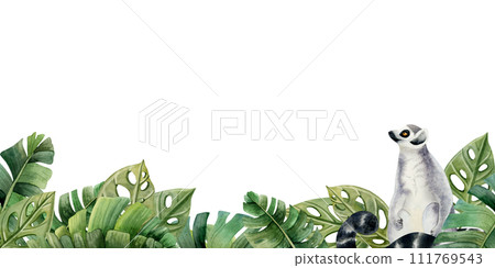 Lemur monkey in tropical leaves and bushes horizontal banner watercolor illustration isolated on white background with jungle forest nature and exotic plants Lemur monkey in tropical leaves and bushes horizontal banner watercolor illustration isolated on white background with jungle forest nature and exotic plants 111769543