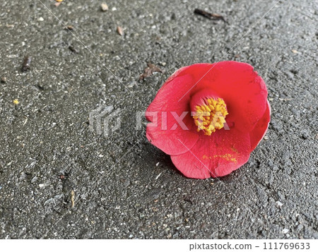Camellia flower that fell to the ground 111769633