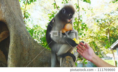 Dusky leaf monkey ( Spectacled langur ) prop up golden yellow childhood monkey on tree, Human hand is touching the body of a wild animal, Thailand 111769660