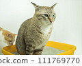 The excretion of cats is routine daily. 111769770