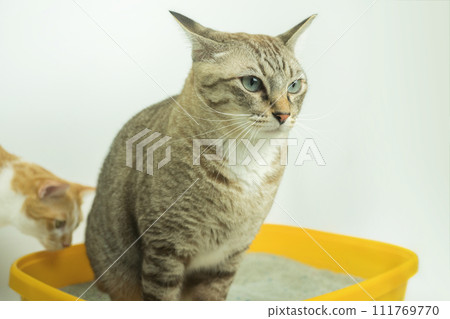 The excretion of cats is routine daily. The excretion of cats is routine daily. 111769770