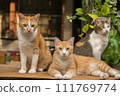 cute cats staring at something. 111769774