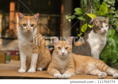 cute cats staring at something. cute cats staring at something. 111769774