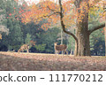 秋天的早晨，奈良公園的鹿與美麗的秋葉 111770212