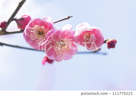 粉紅色的梅花 粉紅色的梅花 111770225