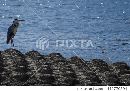 廣島市：清晨大田河排水道的灰鷺與白鷺 111770294