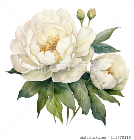 Watercolor illustration of a white peonies with leaves floral element isolated on white background Watercolor illustration of a white peonies with leaves floral element isolated on white background 111770318