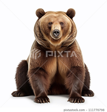 Beautiful wild beast bear looking forward is shown in full length, Ai generated 111770798