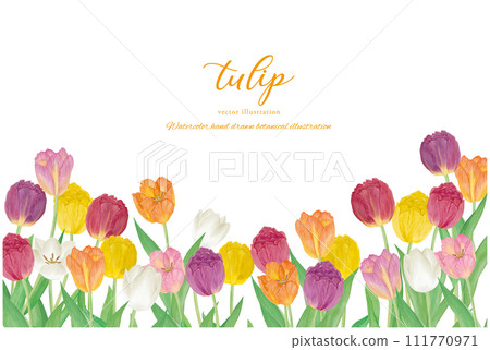 Watercolor hand drawn colorful tulip flower field background material 111770971