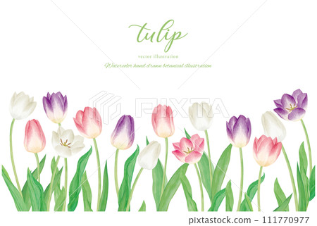 Tulip flower vector illustration 111770977