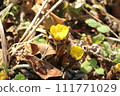 早春安曇野，福壽草開花 111771029