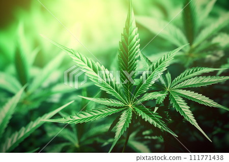 Banner consisting from traditional species marijuana in leaves, Ai generated Banner consisting from traditional species marijuana in leaves, Ai generated 111771438
