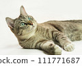 The gray cat looks very cute. 111771687