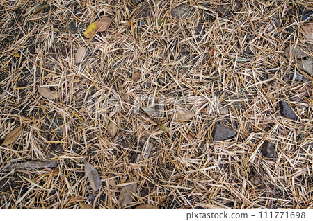 Bamboo leaves that fall in dry season in tropical forest. 111771698
