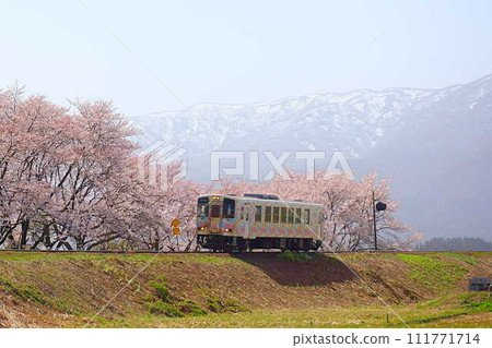 櫻花盛開,殘雪,花長井線,山形鐵道 櫻花盛開,殘雪,花長井線,山形鐵道 111771714