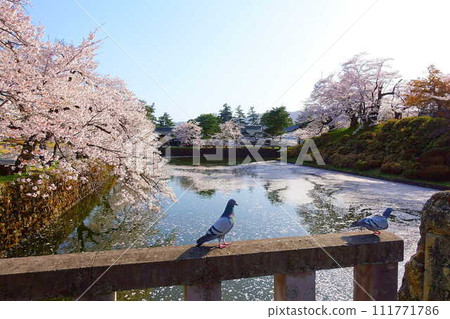 Cherry blossoms in full bloom, Hanaikada, Matsugasaki Park, Sakura, Yoshino cherry blossoms 111771786