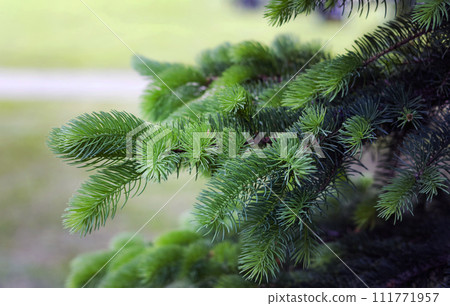 Fir branch on a beautiful natural background close-up Fir branch on a beautiful natural background close-up 111771957