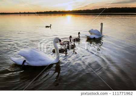 Two adult swans with cubs on the lake at sunset Two adult swans with cubs on the lake at sunset 111771962