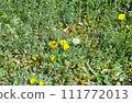 蒲公英，蒲公英，蜜蜂，蜜蜂，蝴蝶，瓢蟲 111772013