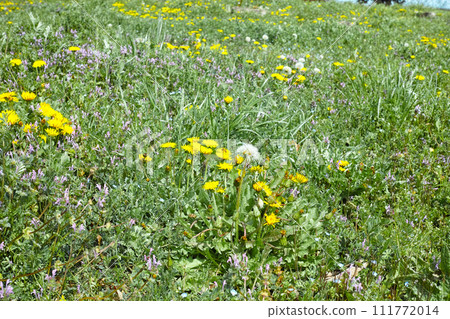 蒲公英, 蒲公英, 草地 111772014