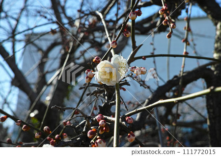 梅子、梅子、梅子、白梅子 梅子、梅子、梅子、白梅子 111772015