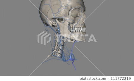 The anterior jugular vein is a paired blood vessel that drains the anterior aspect of the neck The anterior jugular vein is a paired blood vessel that drains the anterior aspect of the neck 111772219
