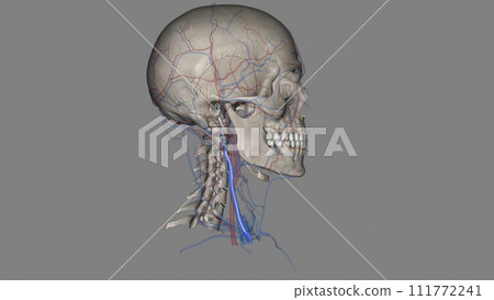 The external jugular is a large vein used in prehospital medicine for venous access The external jugular is a large vein used in prehospital medicine for venous access 111772241