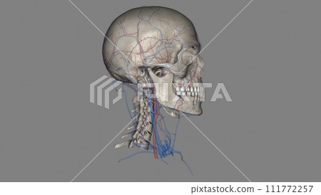 Head, Arteries and Veins 3d 111772257