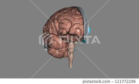 The brain comprises four lobes, each associated with different functions The brain comprises four lobes, each associated with different functions 111772296