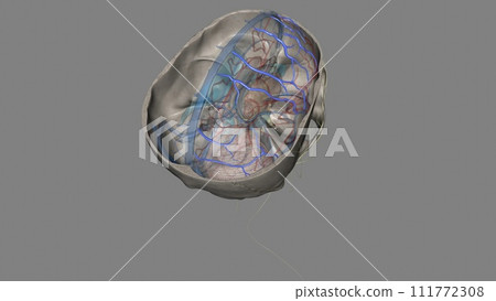 The superior cerebral veins drain the superior portion of the cerebral cortex 111772308