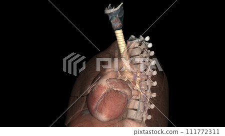 Trachea, in vertebrates and invertebrates, a tube or system of tubes that carries air 111772311