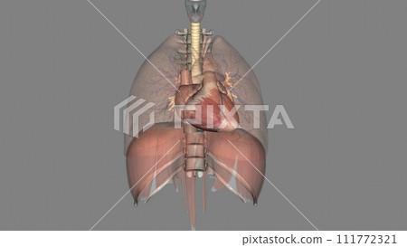Trachea, in vertebrates and invertebrates, a tube or system of tubes that carries air Trachea, in vertebrates and invertebrates, a tube or system of tubes that carries air 111772321