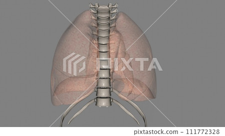 lungs help you breathe and take in oxygen 111772328