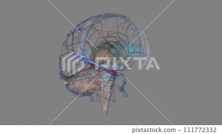 he middle cerebral veins - the superficial middle cerebral vein and the deep middle cerebral vein - 111772332