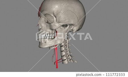 Right common carotid artery 111772333