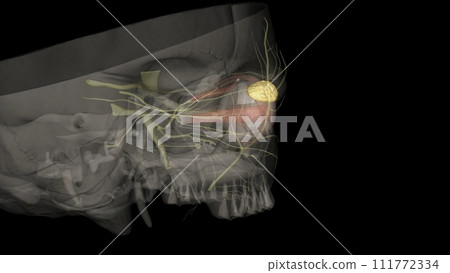 The lacrimal gland is a bilobed, tear-shaped gland with the primary function of secreting the aqueous portion 111772334