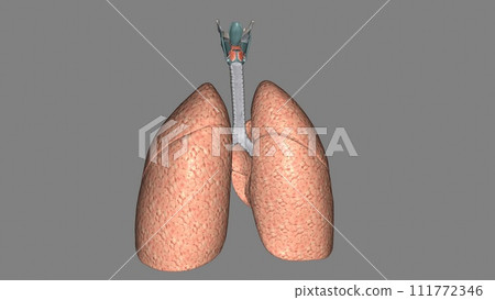 The respiratory system is the network of organs and tissues that help you breathe 111772346