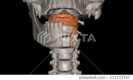 The tongue is a muscular organ in the mouth 111772347
