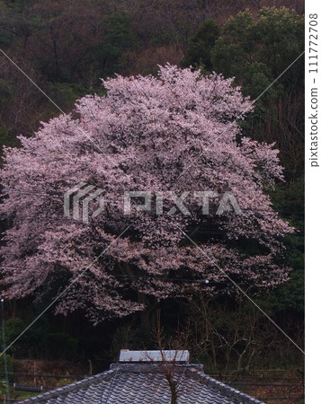 櫻花的風景 櫻花的風景 111772708