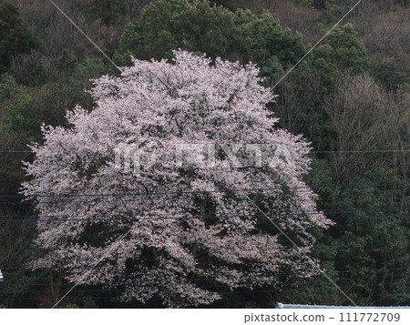 櫻花的風景 櫻花的風景 111772709