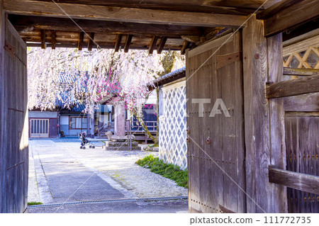 常光寺垂枝櫻花 111772735