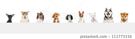 Cute and smart companion. Collage made of portraits of purebred dogs against white studio background. Cute and smart companion. Collage made of portraits of purebred dogs against white studio background. 111773316