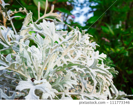 Shirotaegiku (Shirotaegiku) 的葉子覆蓋著柔軟的白色纖毛 Shirotaegiku (Shirotaegiku) 的葉子覆蓋著柔軟的白色纖毛 111773346