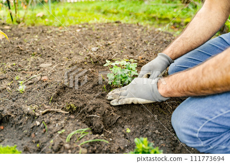 Man gestures planting a plant in soil on the groundcover Man gestures planting a plant in soil on the groundcover 111773694