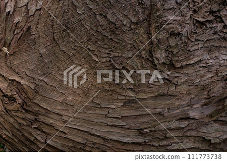 雪鬆在森林裡 111773738